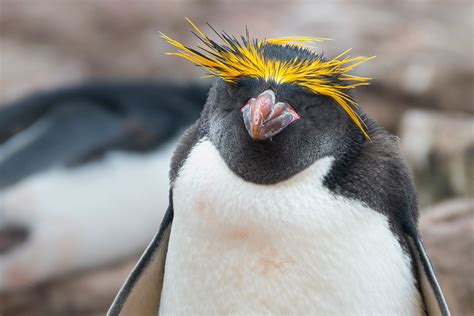 marconi penguin